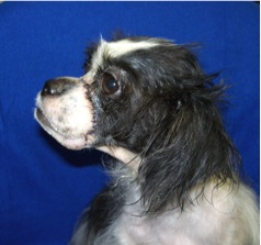 Angel 53280 3-30-07 003