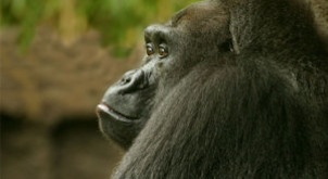 Timbo-the-Gorilla