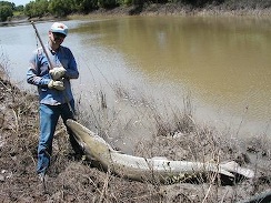 trinity-river-gar