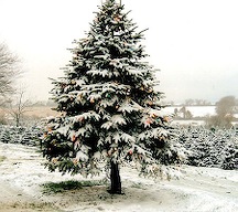 christmas_tree_06